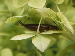 Forficula auricularia