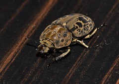 Ryssonotus nebulosus