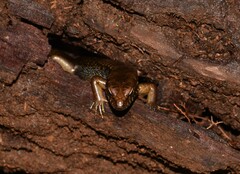 Silvascincus murrayi