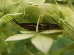 Forficula auricularia