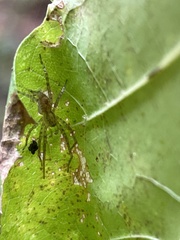 Anyphaena