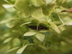Forficula auricularia
