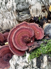 Daedaleopsis tricolor