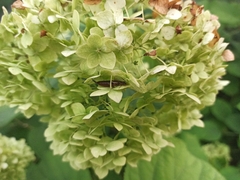 Forficula auricularia