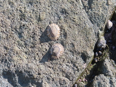 Cellana ornata