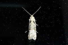 Heterocrossa