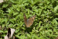 Junonia villida