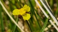 Xyris capensis
