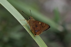 Trapezites symmomus