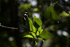 Phaedyma shepherdi