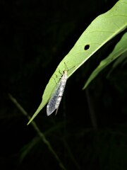 Megistopus flavicornis