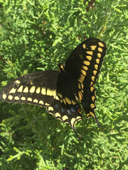 Papilio machaon bairdii
