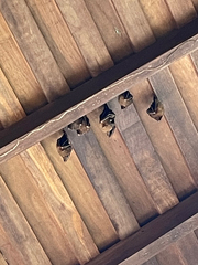 Cynopterus brachyotis