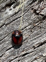 Paropsisterna erudita