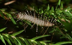 Scutigeridae
