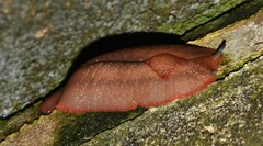 Triboniophorus graeffei