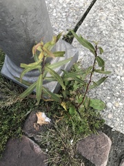 Magnoliopsida