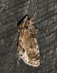 Zalissa catocalina