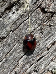 Paropsisterna erudita