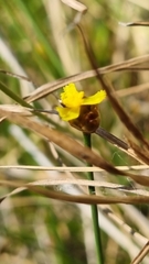 Xyris capensis