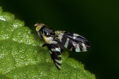 Sphaeniscus