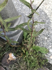 Magnoliopsida