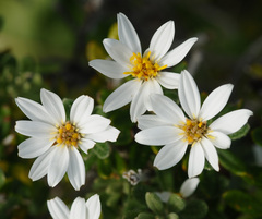 Chiliotrichum diffusum
