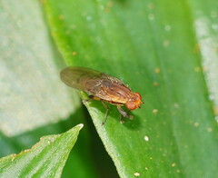 Heleomyzidae