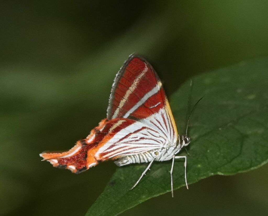 Erateina julia