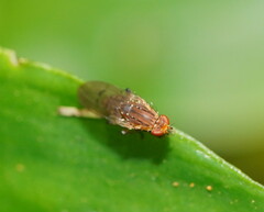 Heleomyzidae