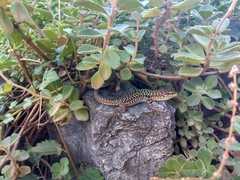 Podarcis siculus