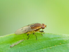 Heleomyzidae