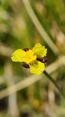 Xyris capensis
