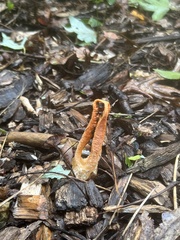 Pseudocolus fusiformis