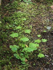 Boykinia occidentalis