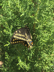Papilio machaon bairdii
