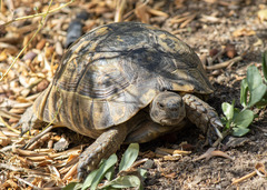 Testudo graeca