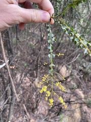 Acacia pravissima