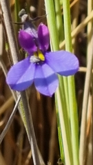 Monopsis decipiens
