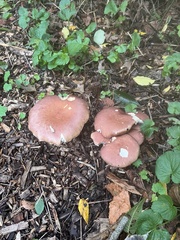 Stropharia rugosoannulata