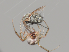 Tachinidae