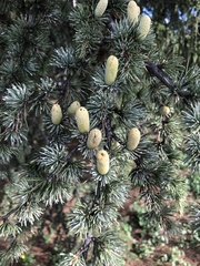 Cedrus atlantica