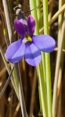 Monopsis decipiens