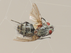 Tachinidae