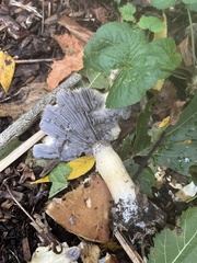 Stropharia rugosoannulata