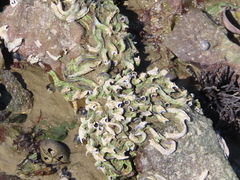 Spirobranchus cariniferus