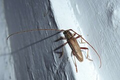 Eburida quadriguttata