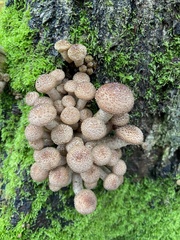 Armillaria borealis