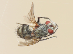 Tachinidae