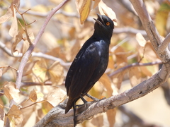 Onychognathus nabouroup